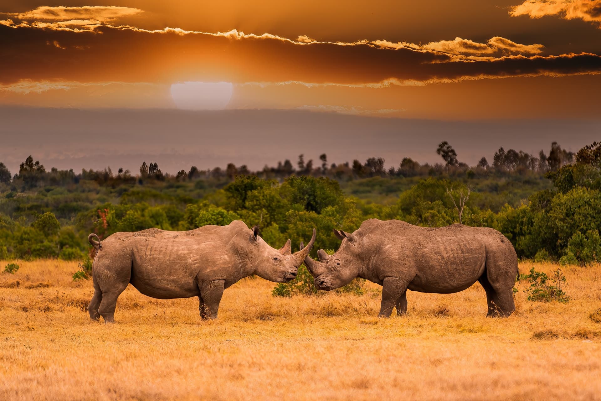 Où voir des rhinocéros au Kenya ?
