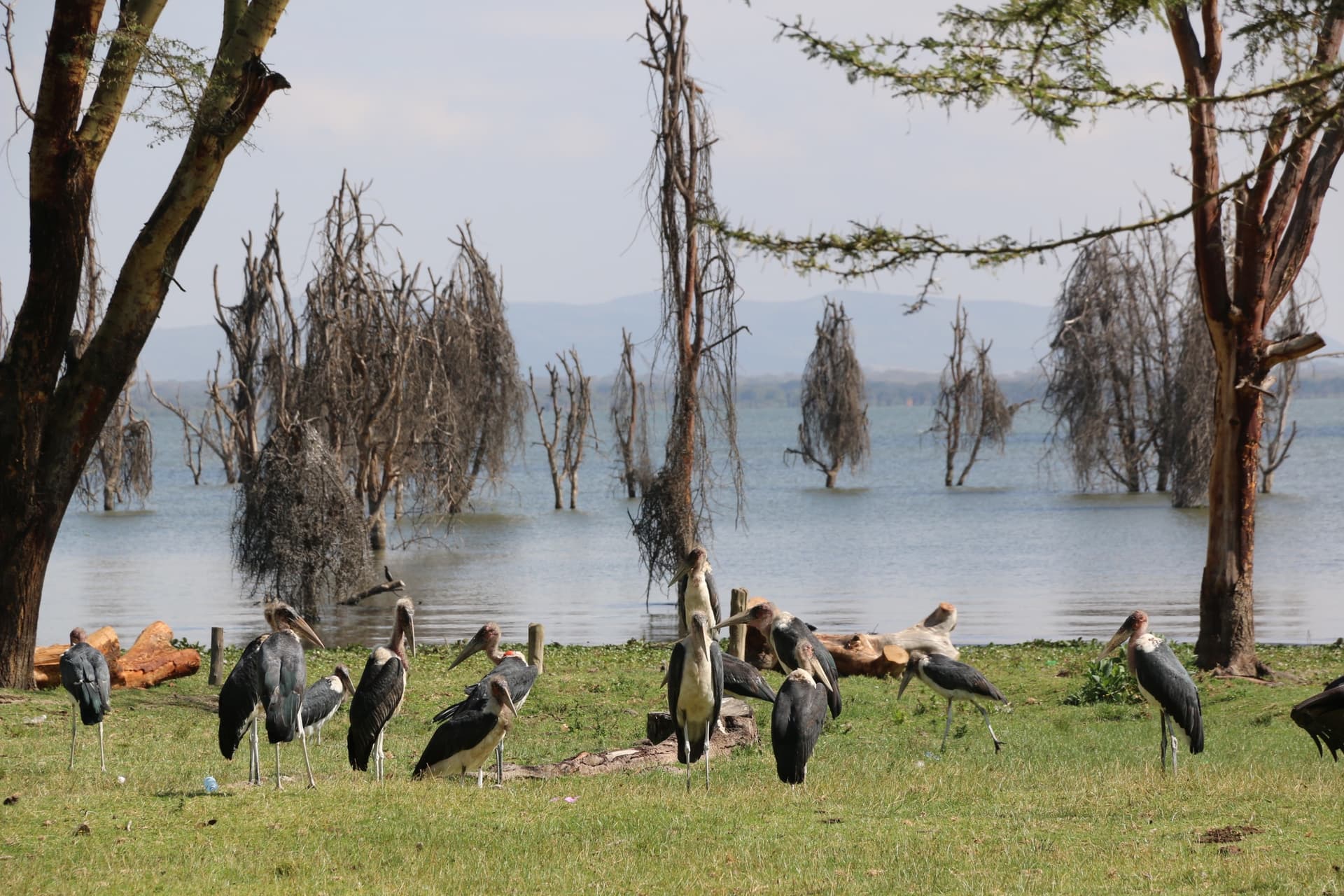Quels oiseaux observer au Kenya ?
