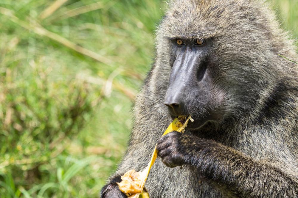 Safari dans la réserve nationale du Masai Mara : notre guide complet