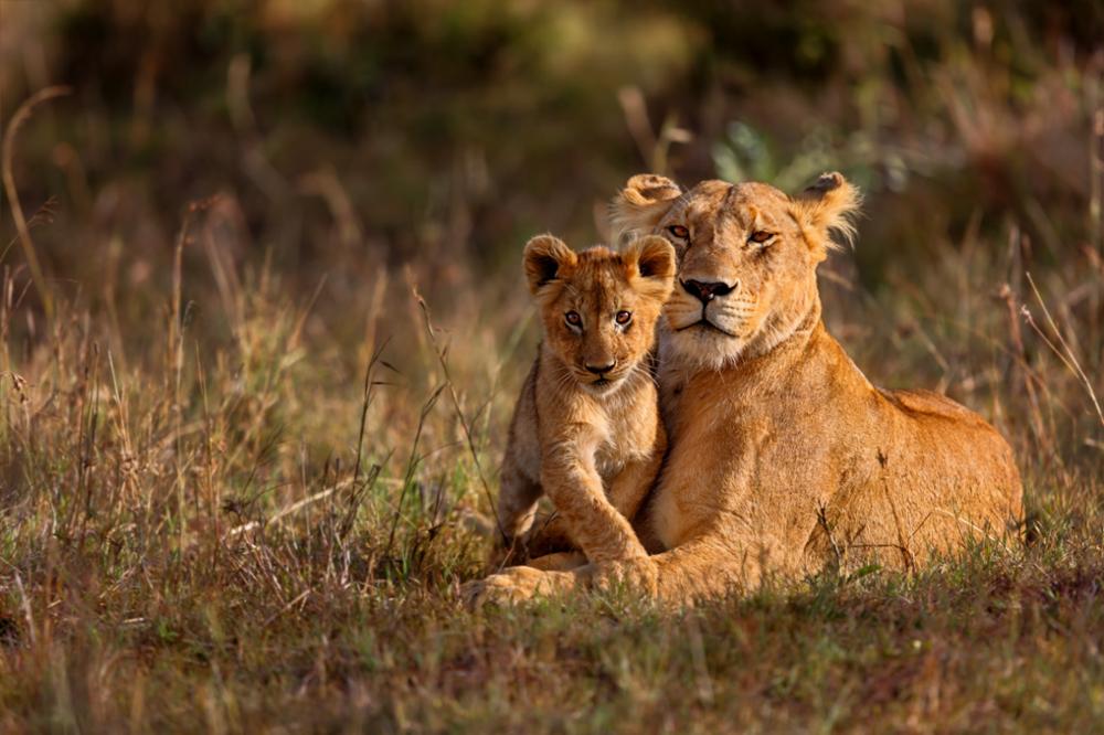 Safari dans la réserve nationale du Masai Mara : notre guide complet