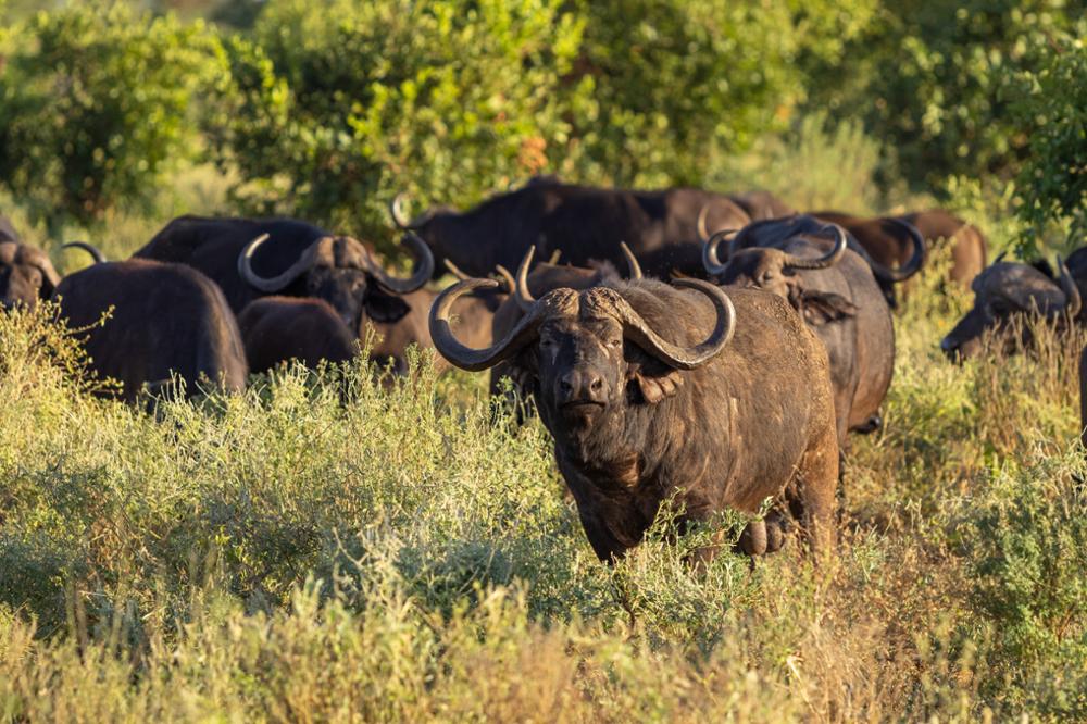 Big Five au Kenya : où les voir ?