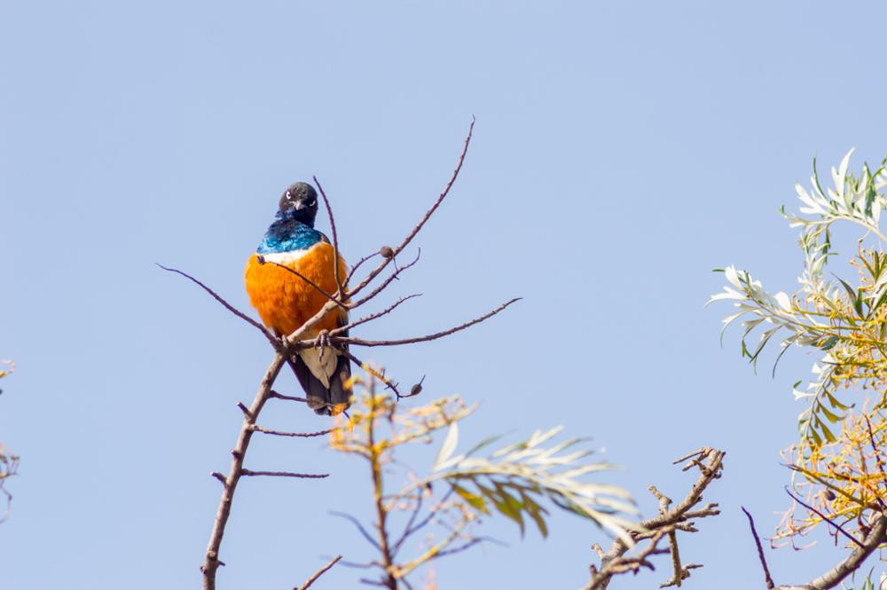 Quels oiseaux observer au Kenya ?