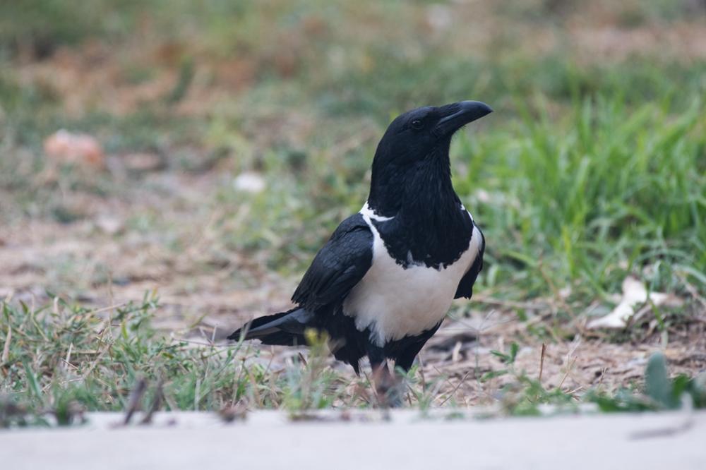 Quels oiseaux observer au Kenya ?