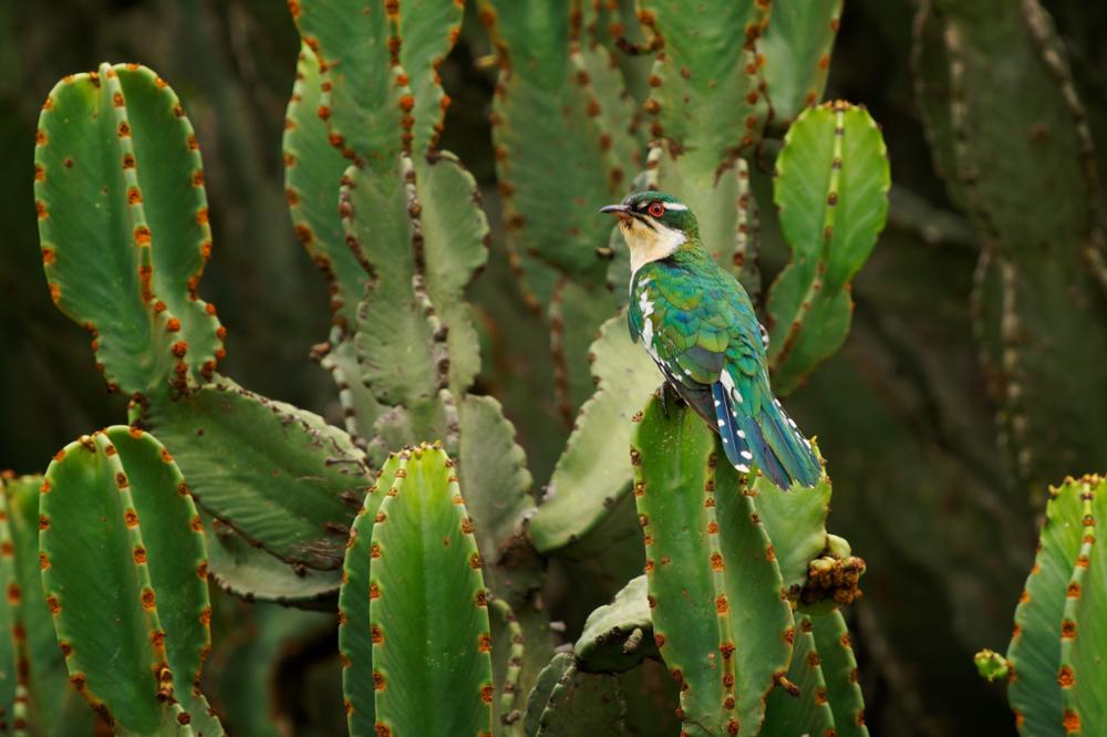 Quels oiseaux observer au Kenya ?