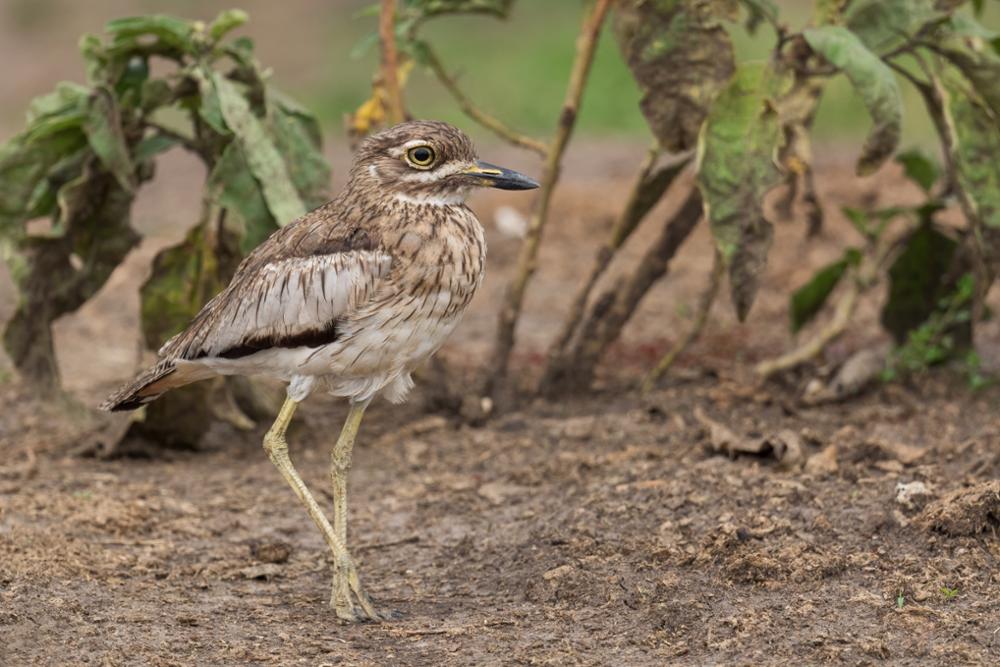 Quels oiseaux observer au Kenya ?