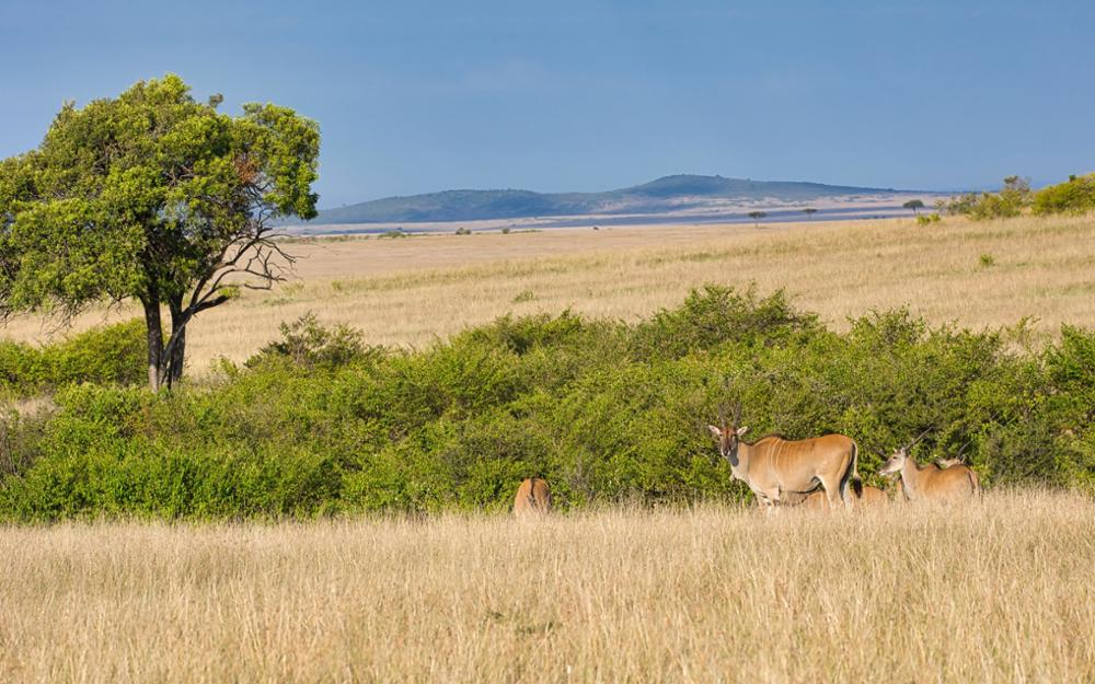 Quels animaux peut-on voir lors d’un safari dans le Masai Mara ?