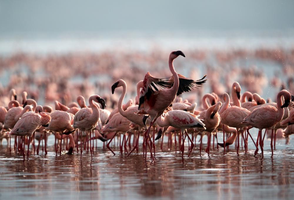 Quels oiseaux observer au Kenya ?