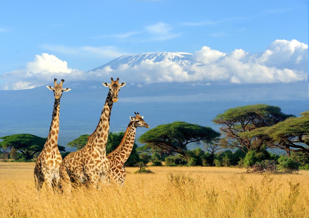 Tanzanie ou Kenya, quel pays choisir pour un safari ?