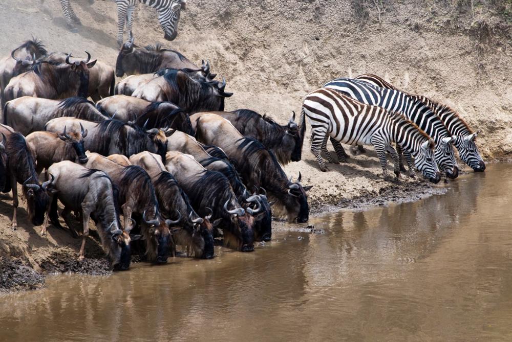 Quels animaux peut-on voir lors d’un safari dans le Masai Mara ?