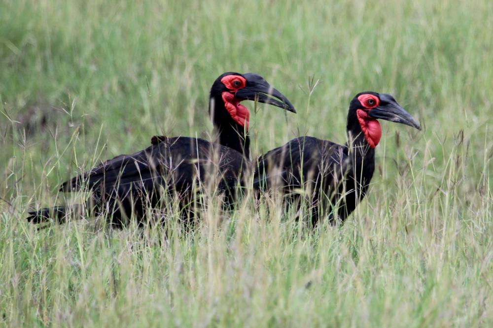 Quels oiseaux observer au Kenya ?