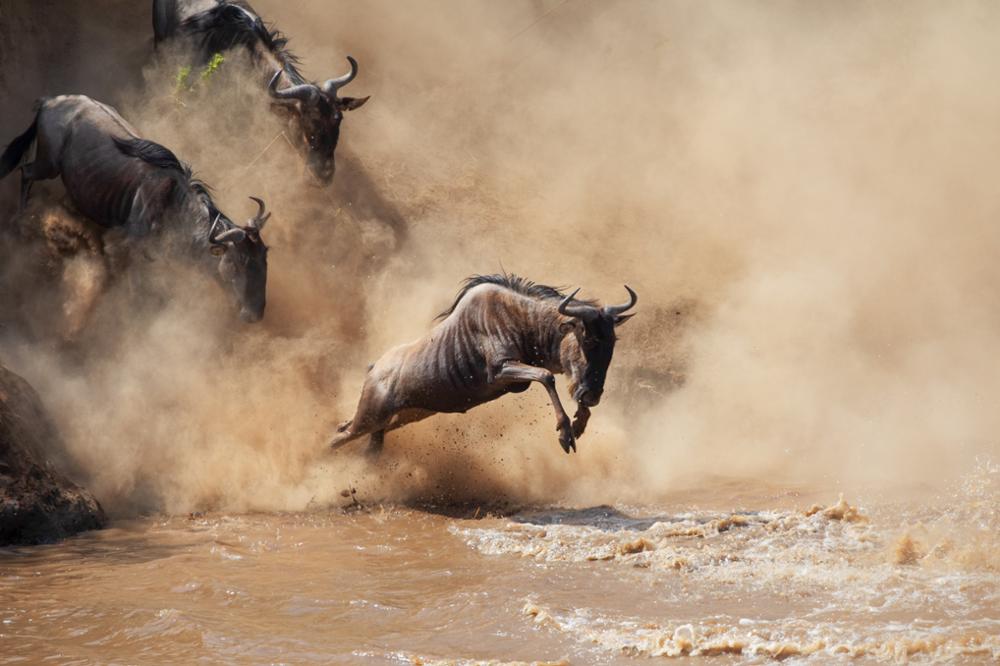 Tanzanie ou Kenya, quel pays choisir pour un safari ?