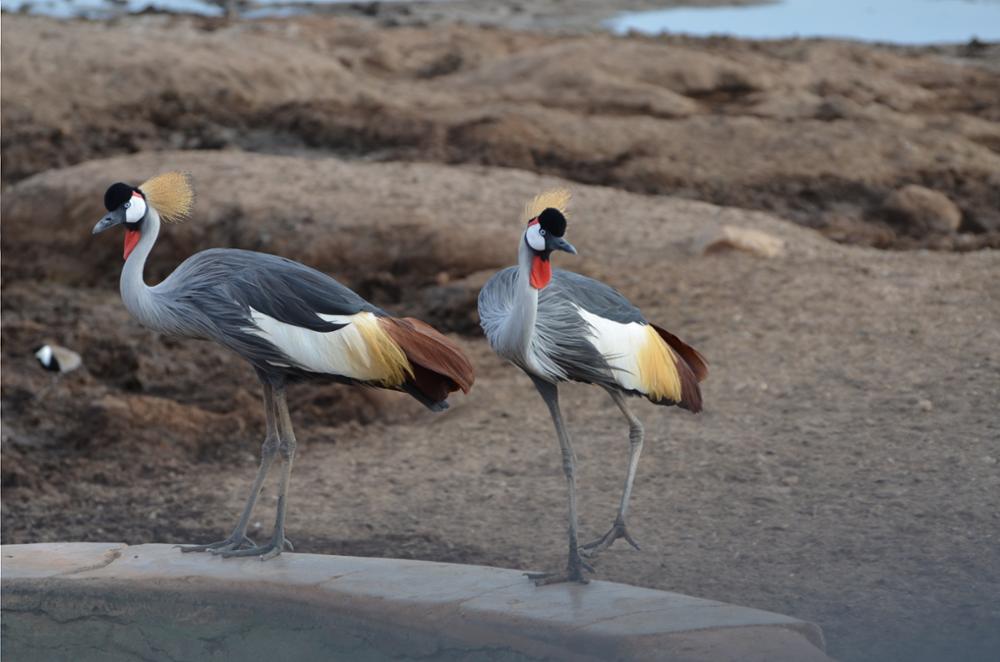 Quels oiseaux observer au Kenya ?