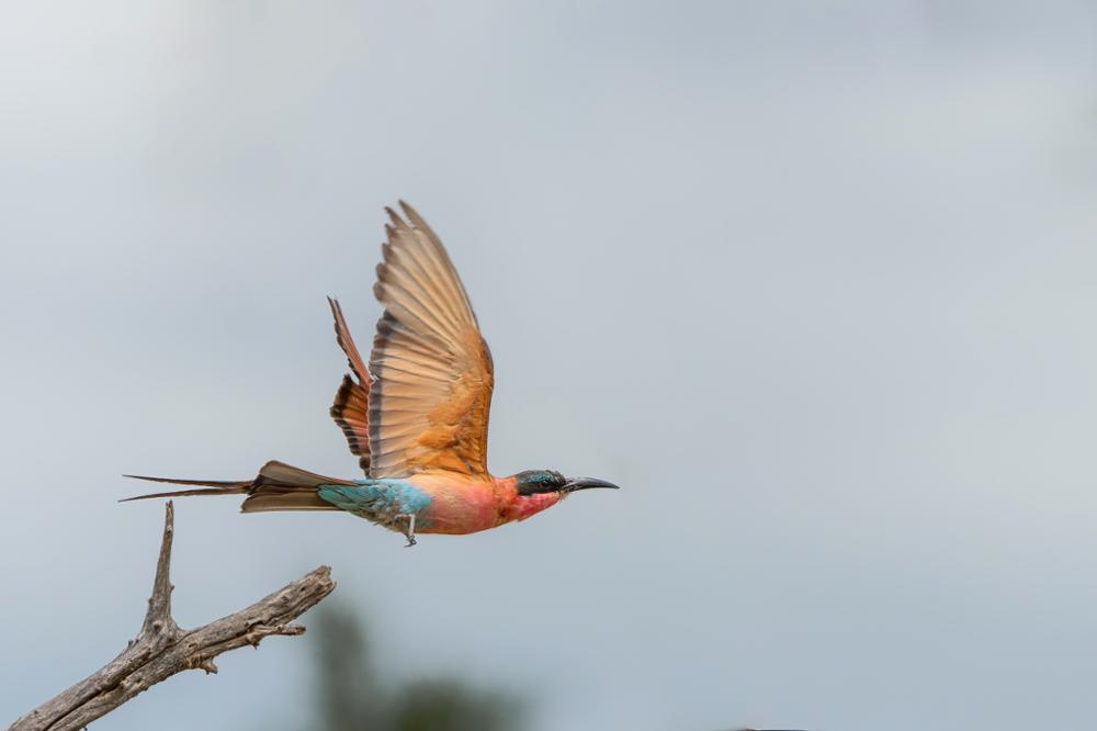 Quels oiseaux observer au Kenya ?