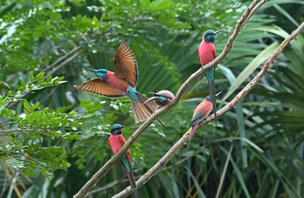 Quels oiseaux observer au Kenya ?