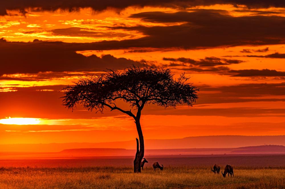 Tanzanie ou Kenya, quel pays choisir pour un safari ?