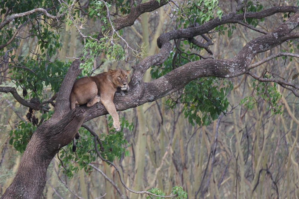 Big Five au Kenya : où les voir ?