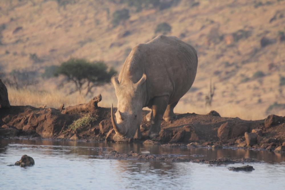 Où voir des rhinocéros au Kenya ?