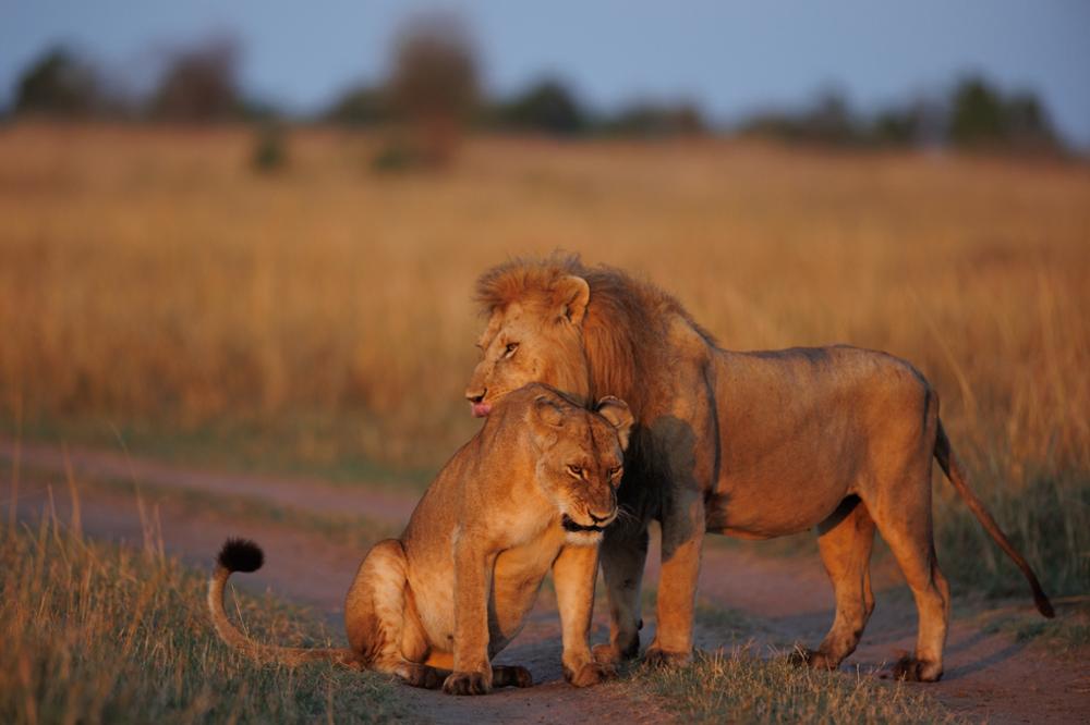 Big Five au Kenya : où les voir ?