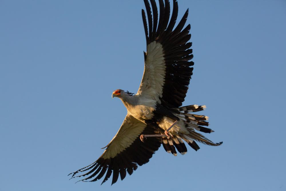 Quels oiseaux observer au Kenya ?