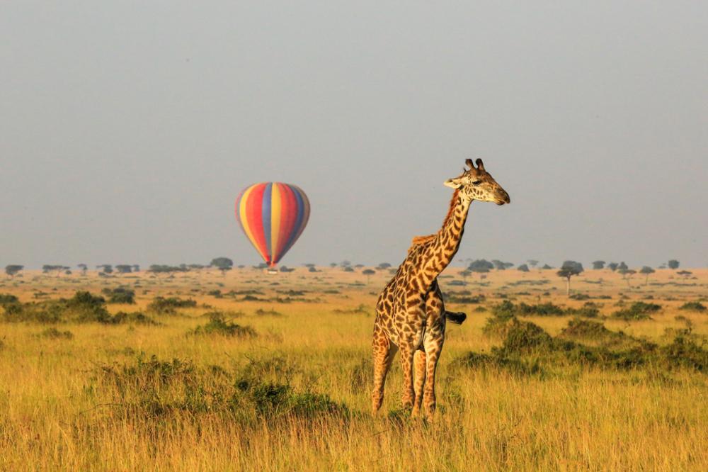 Combien coûte un safari au Kenya ?