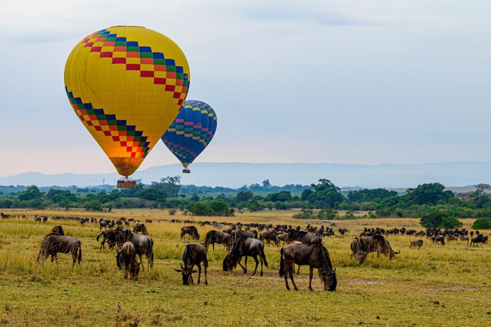 Safari dans la réserve nationale du Masai Mara : notre guide complet