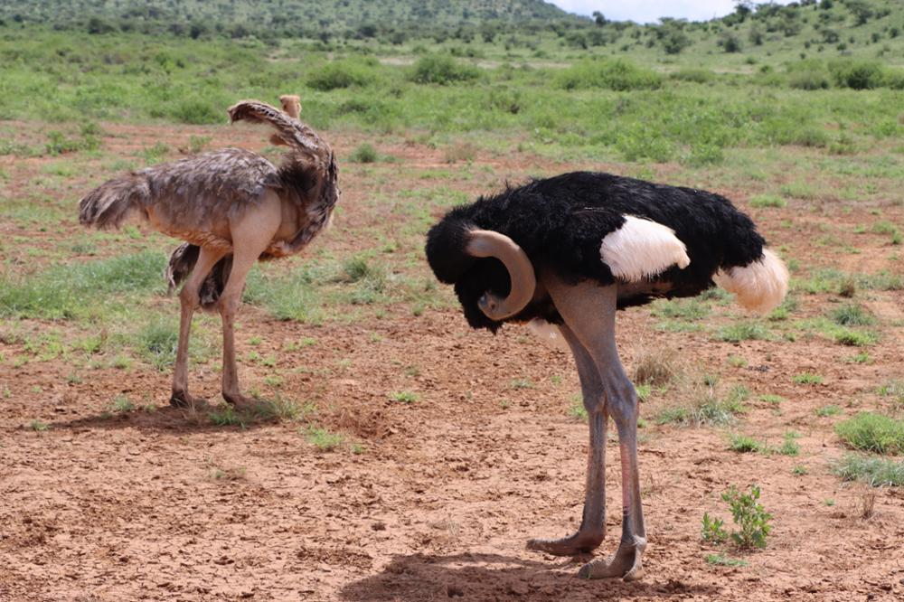 Tanzanie ou Kenya, quel pays choisir pour un safari ?