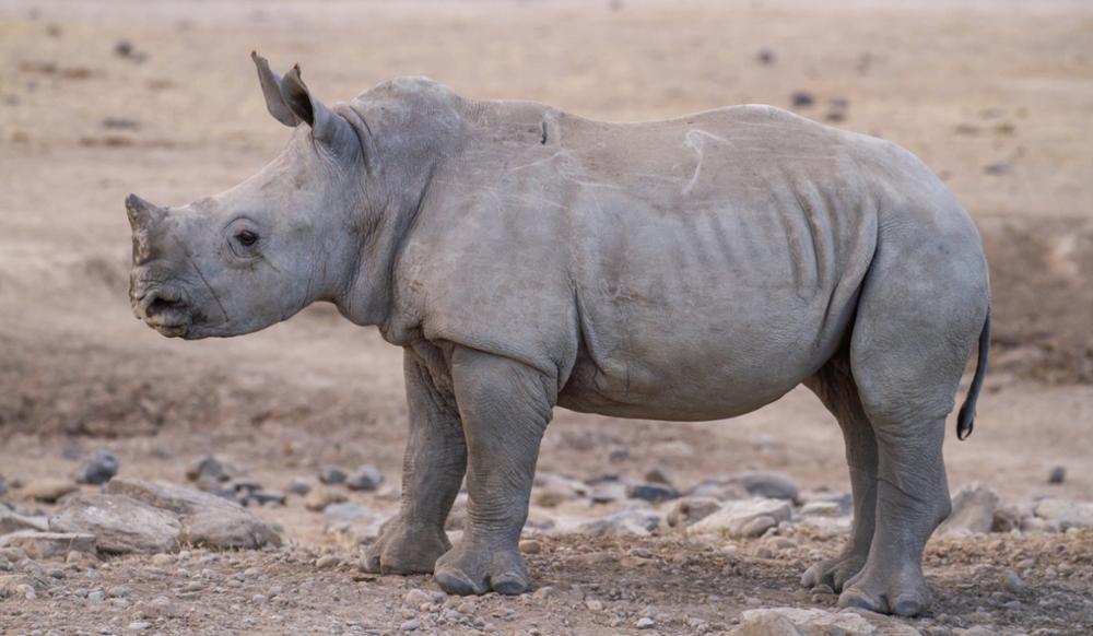 Où voir des rhinocéros au Kenya ?