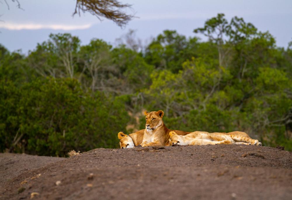 Big Five au Kenya : où les voir ?