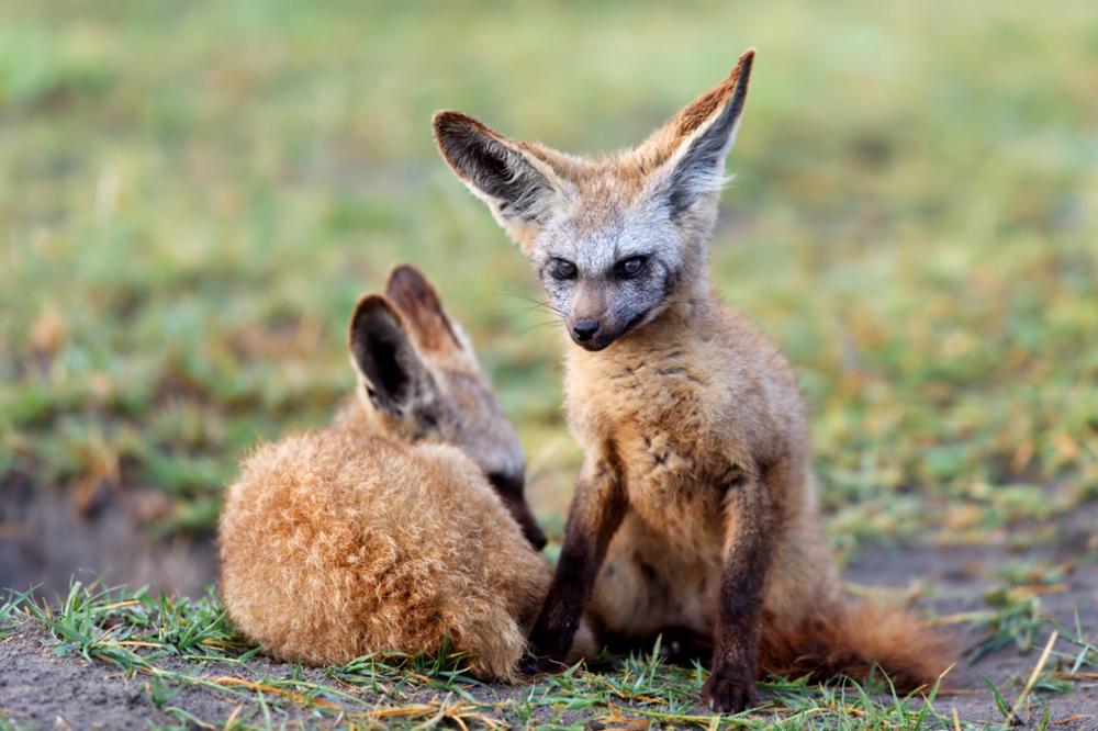 Quels animaux peut-on voir lors d’un safari dans le Masai Mara ?