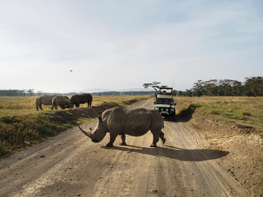 Où voir des rhinocéros au Kenya ?