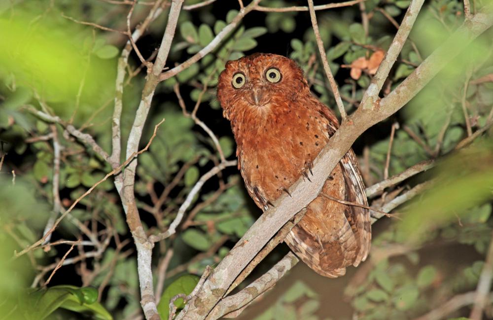 Quels oiseaux observer au Kenya ?