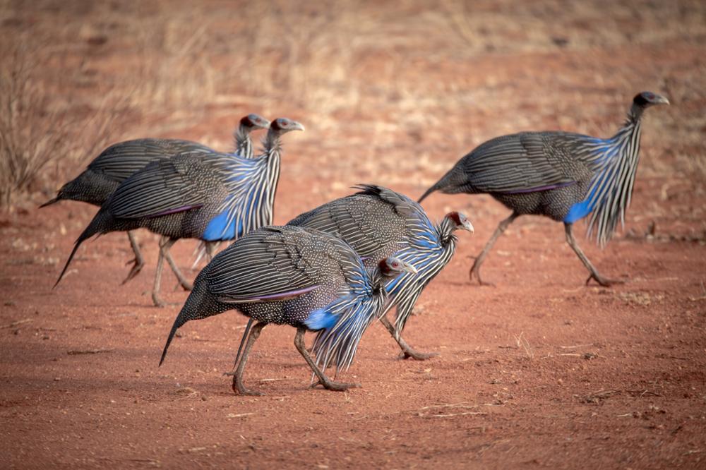 Quels oiseaux observer au Kenya ?