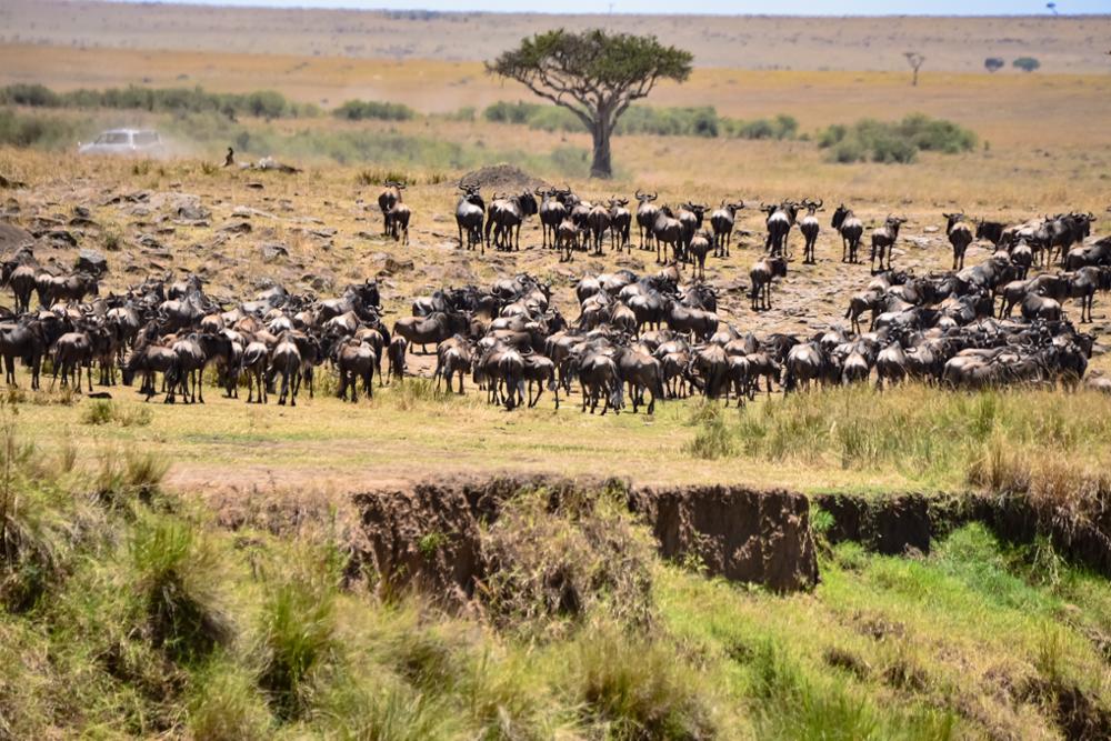 Comment faire des économies lors d’un safari au Kenya ?