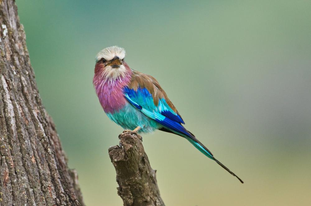 Quels oiseaux observer au Kenya ?