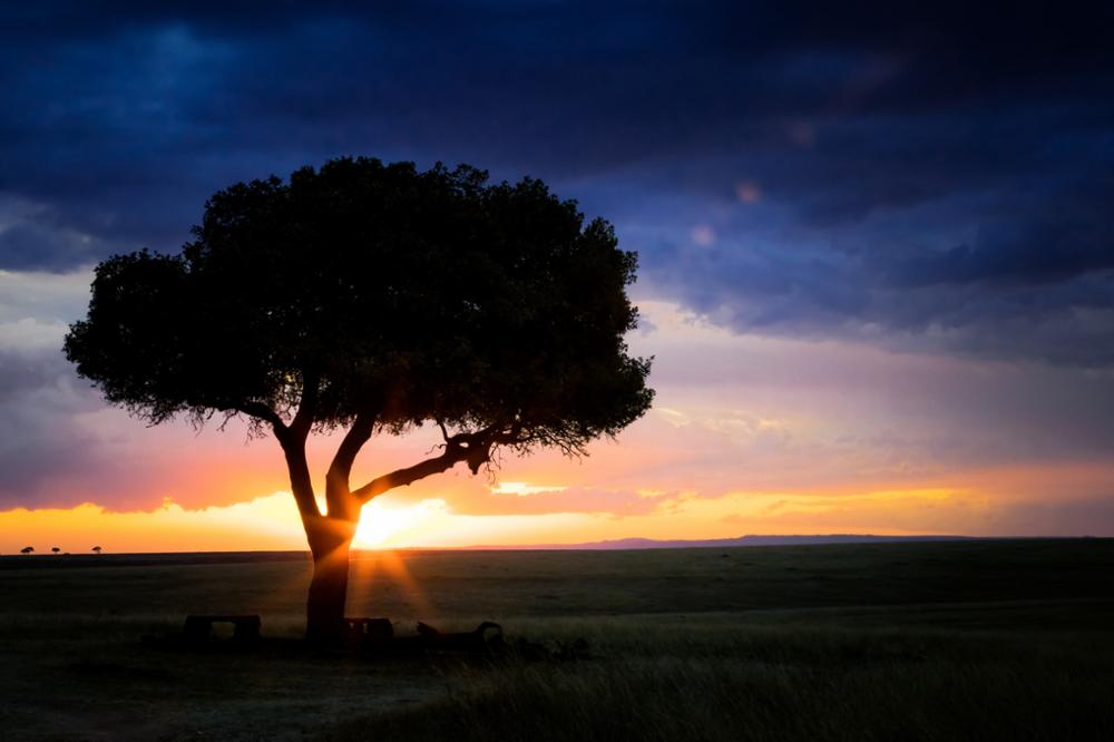 Safari dans la réserve nationale du Masai Mara : notre guide complet