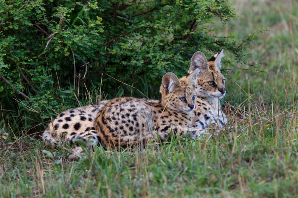 Quels animaux peut-on voir lors d’un safari dans le Masai Mara ?