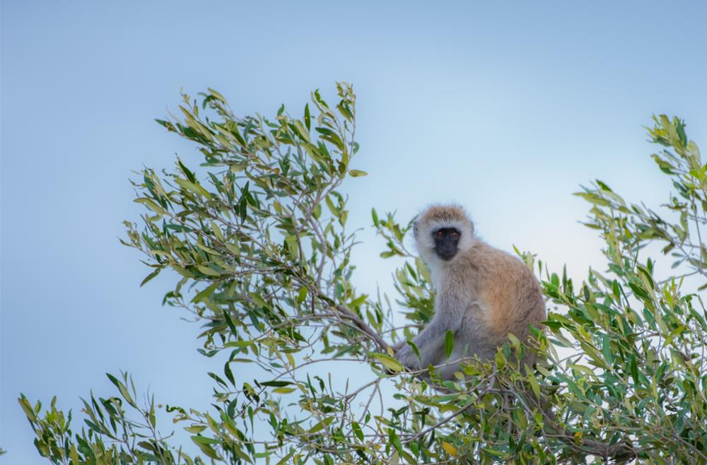 Quels animaux peut-on voir lors d’un safari dans le Masai Mara ?