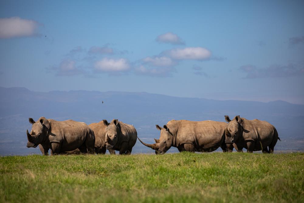 Où voir des rhinocéros au Kenya ?