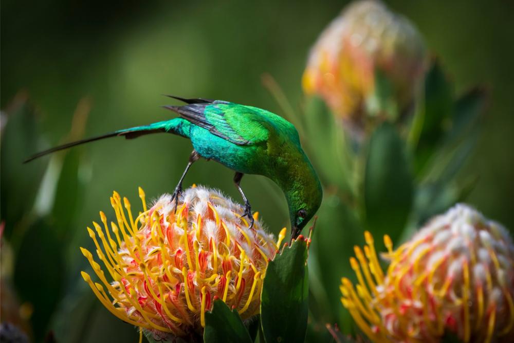 Quels oiseaux observer au Kenya ?