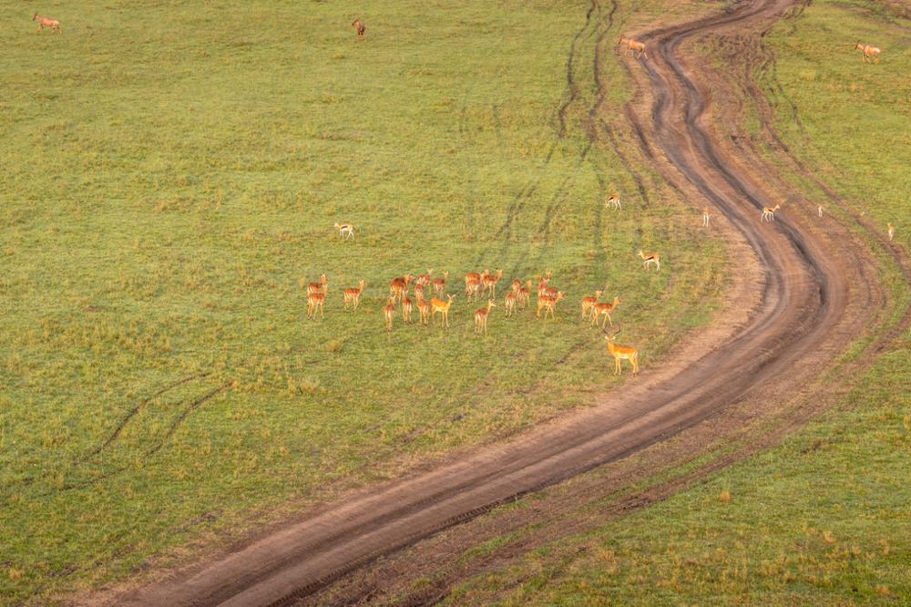 Survol du Masai Mara en montgolfière