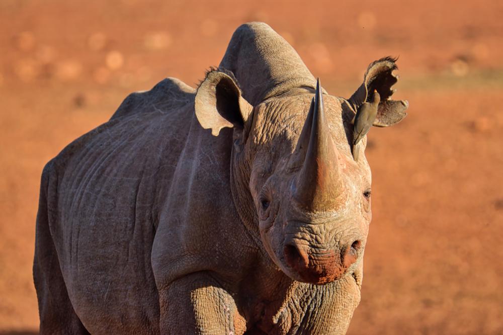 Où voir des rhinocéros au Kenya ?